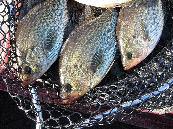 Tidal Crappies