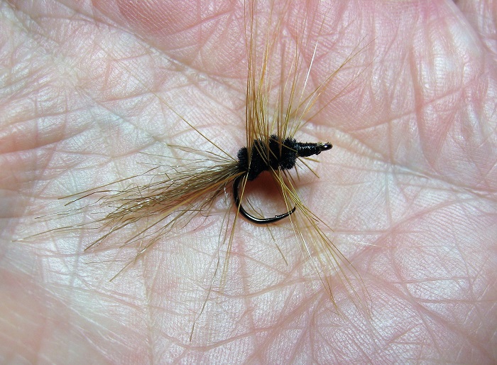 Trout