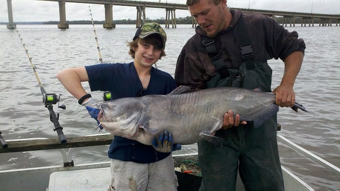 Blue Catfish