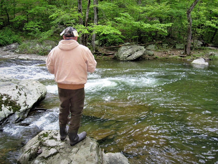 Catoctin Trout
