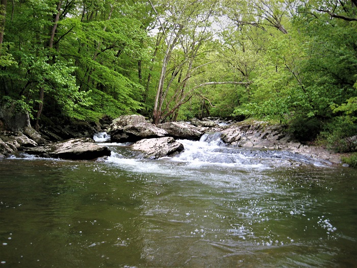 Catoctin Trout