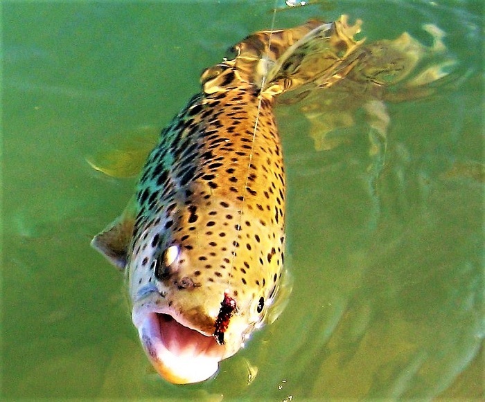 Catoctin Trout