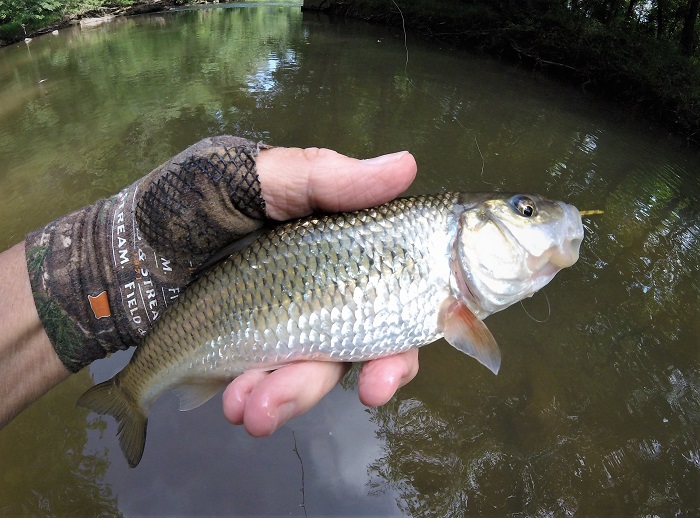 Discovering Maryland's Small Streams