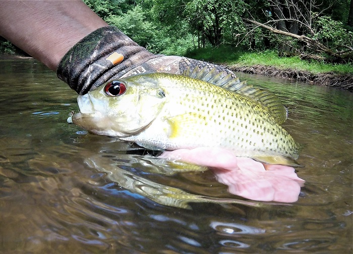 Discovering Maryland's Small Streams