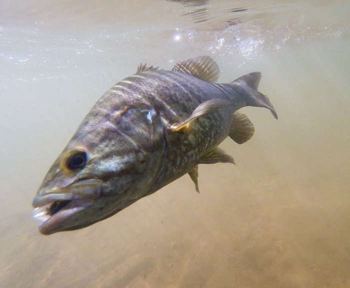 Discovering Maryland's Small Streams