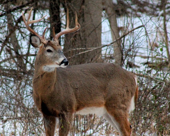 Deer