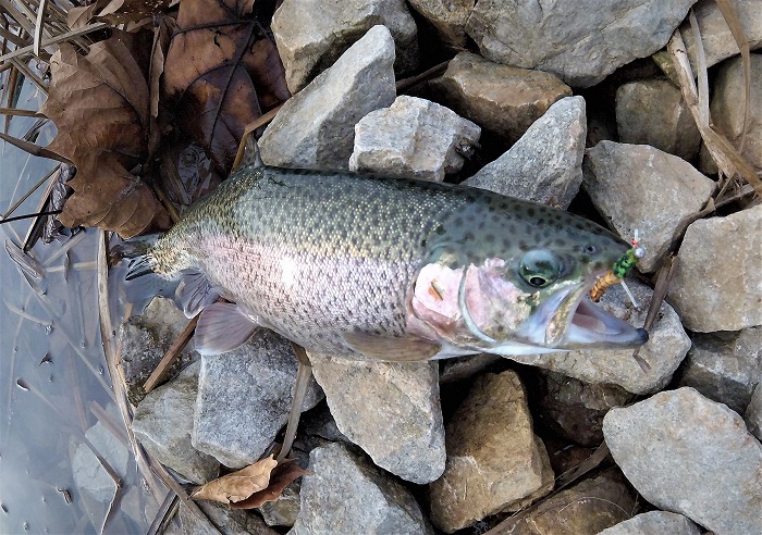 Trout