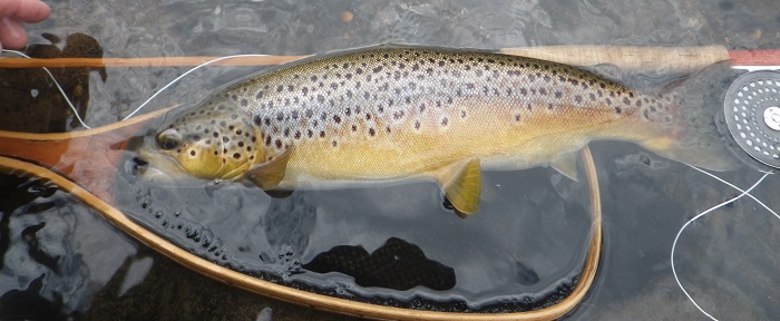 Fly Fishing