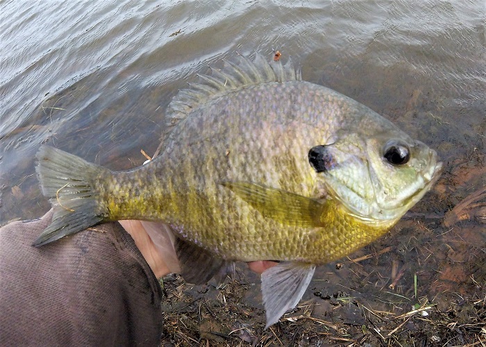 Winter Panfish