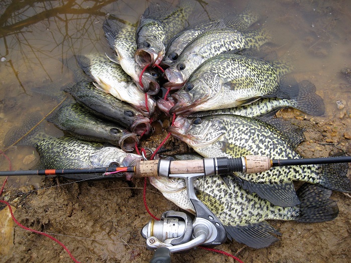 Winter Panfish