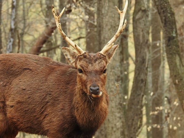 Sika Deer