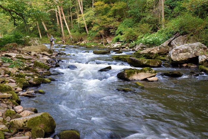 Trout