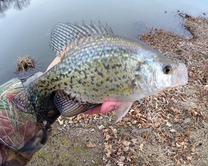Crappies