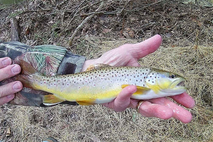 Maryland Small Stream