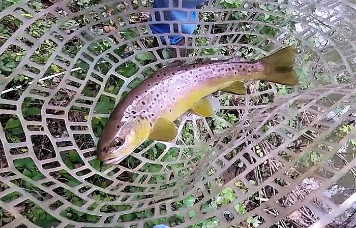 Maryland Small Stream