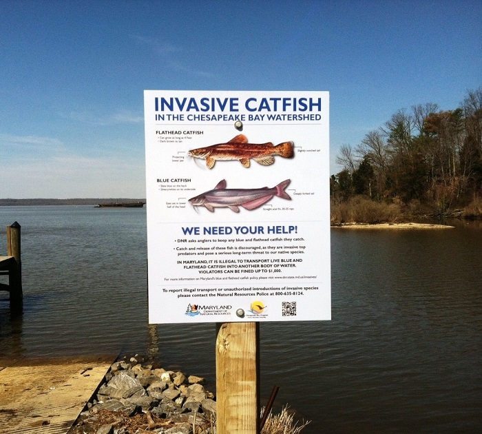 Invasive Species