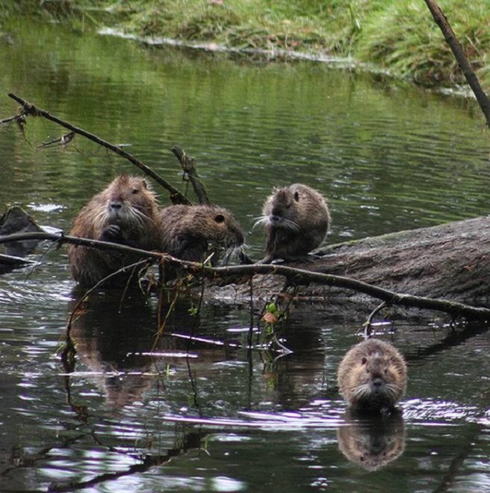 Muskrat
