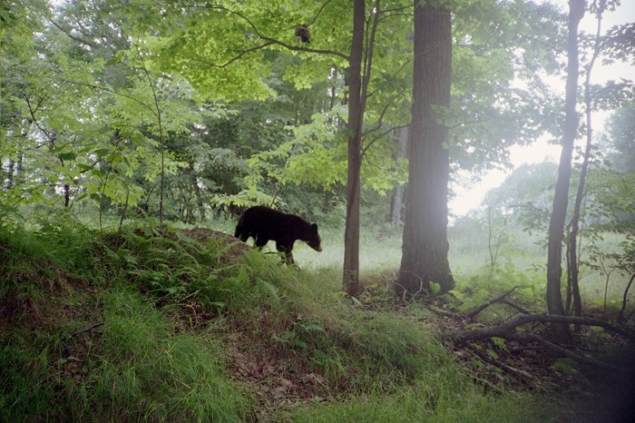 Bear