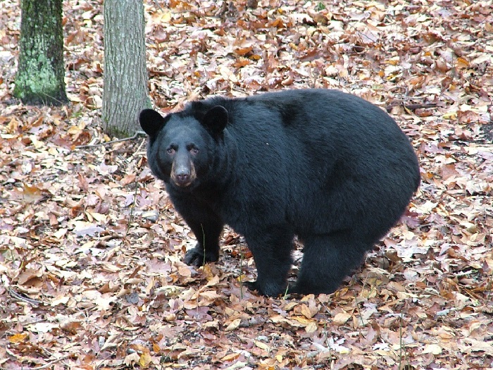 Bear