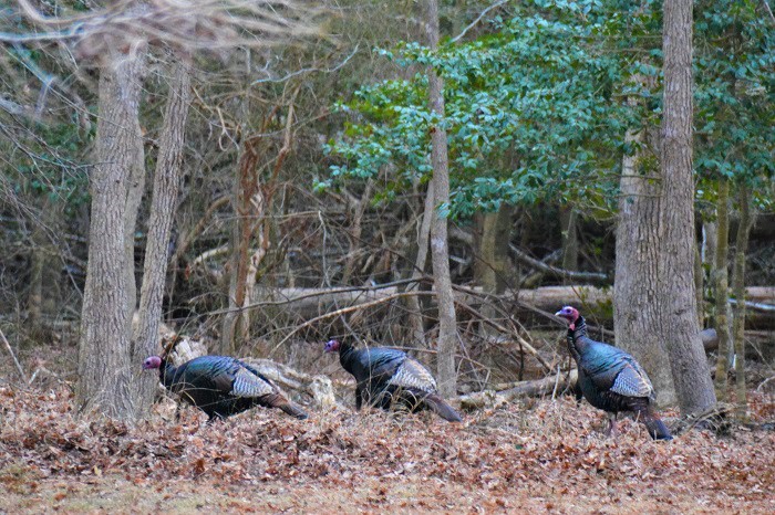 Spring Turkey Season in Maryland