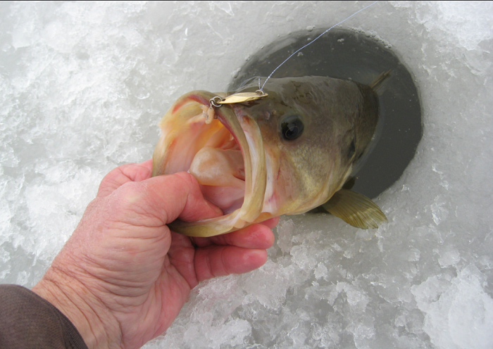 Tautog & Ice Fishing