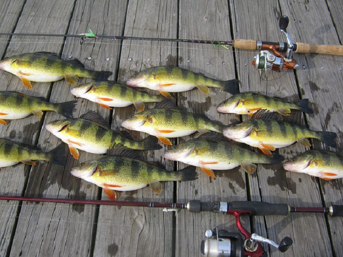 Trout and Perch