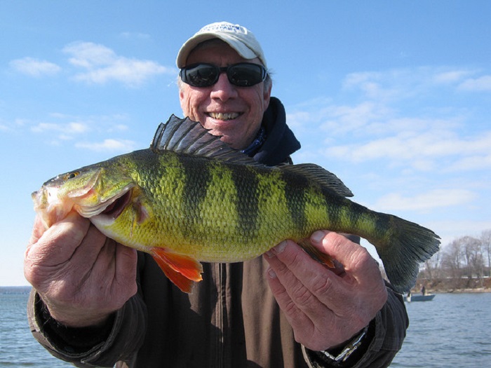 Trout and Perch